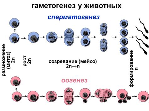 БиоТоп Биология: 10 класс. Гаметогенез у животных