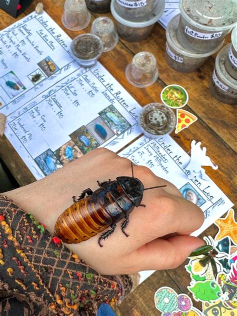 Pin by ur mum on motha nature ~( ˘ ˘~) | Entomology, Nature