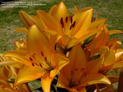 PlantFiles Pictures: Asiatic Lily 'Eremo' (Lilium) by Sequoiadendron4