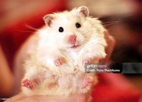 long haired syrian baby long haired syrian hamster