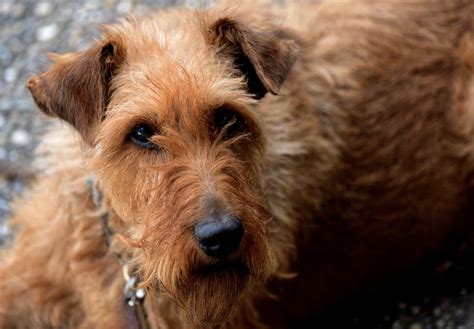 Hund Irischer Terrier - Kostenloses Foto auf Pixabay