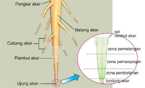 Bagian bagian Akar dan Penjelasannya - DosenBiologi.com