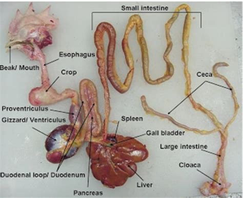 Intestinal/enteric diseases poultry Flashcards | Quizlet