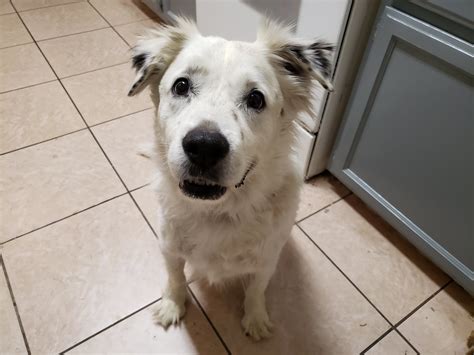04/27/19 Sacramento Pet Sitter - Pawsitive Attention Pet