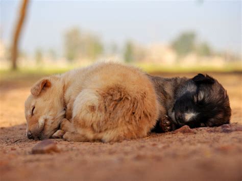 Wallpaper Puppies Photos, Download The BEST Free Wallpaper Puppies ...