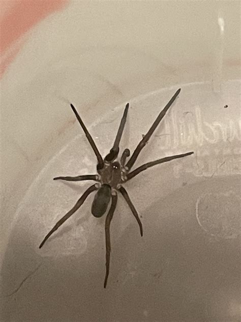 Brown Recluse? Found this guy in my bed this morning. : r/spiders