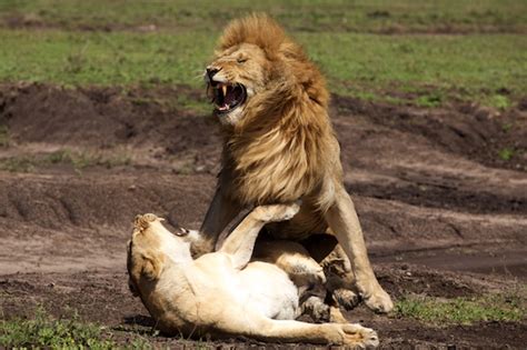 Mating lions - A Step Ahead