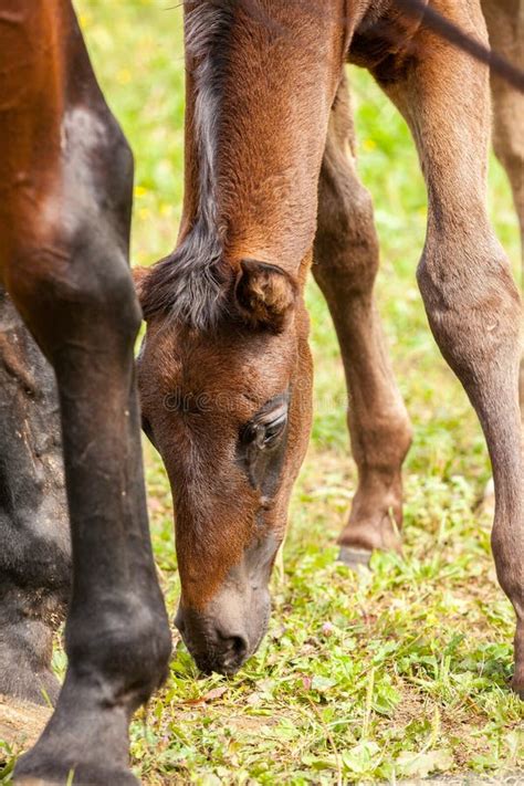 bay foal     mother   summer   meadow stock photo