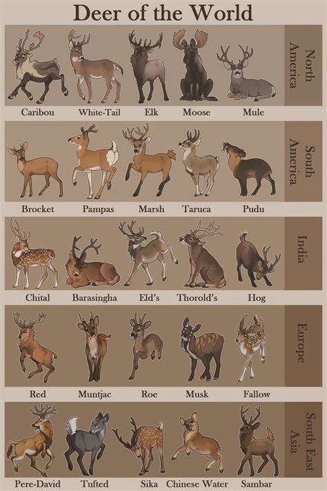 Dear Animals Chart | Different types of deer, Types of deer list, An animal