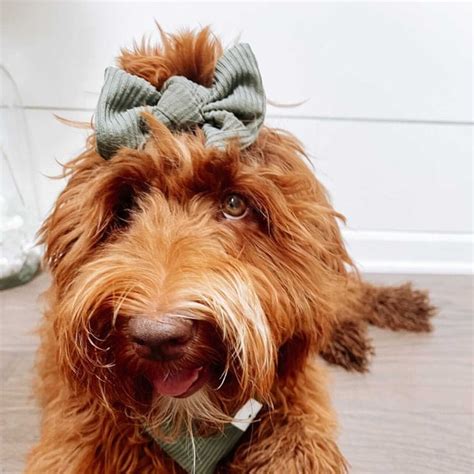 Dog Hair Bows - Etsy