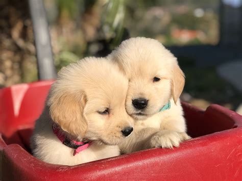 The ultimate golden retriever dog breed guide – Artofit