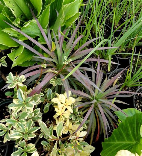 danger garden: Rare Plant Research 2014 style...