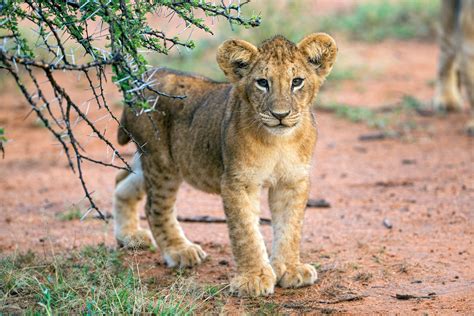Female Lion Cub The Perilous Life Of Male Lions Lion Recovery Fund