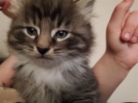 Kitten meows but with no noise? : r/FosterAnimals