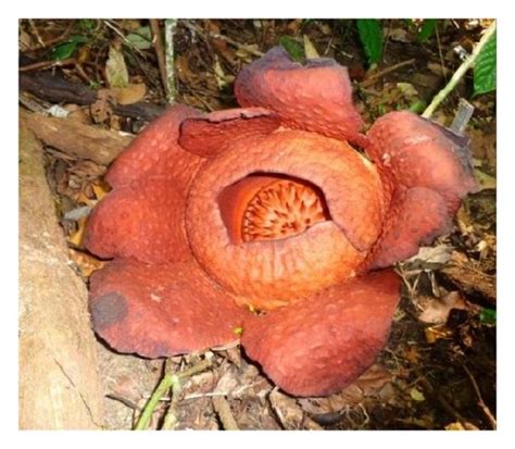 Rafflesia tuan-mudae and its host plant. (a) Flower of R. tuan-mudae ... 