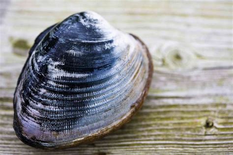 Types, Varieties, and Cooking Suggestions for Clams