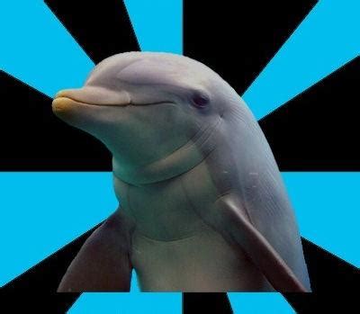 Dolphin Memes - Imgflip