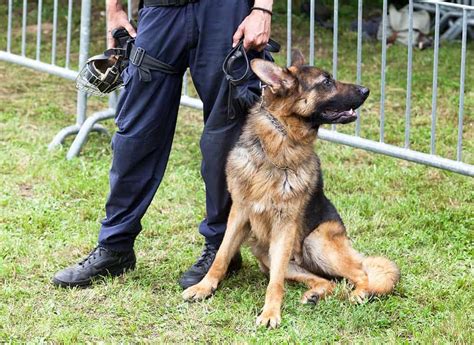 Strong & Courageous Police Dog Names - My Dog's Name