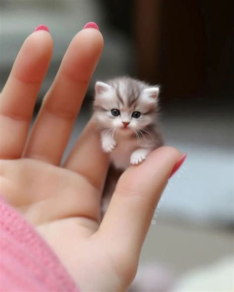 small cat   world