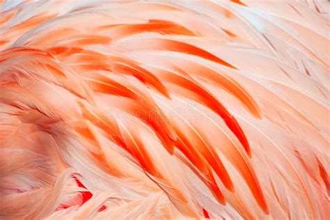 Close Up of Caribbean Flamingo Feathers, Africa Stock Photo - Image of ...