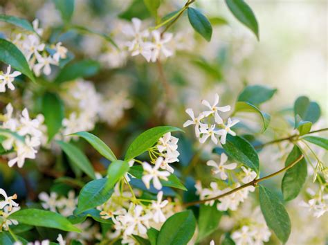 SOUTHERN CHARM Archives - Lola Valentina