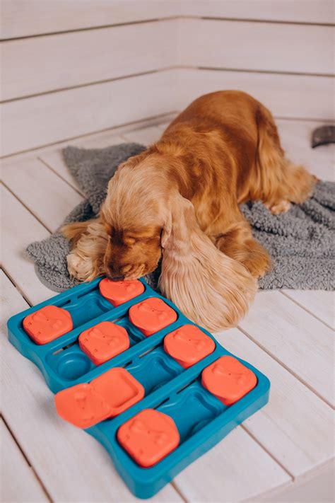 Spark Your Pup's Brilliance with these Mind-Blowing Mental Enrichment