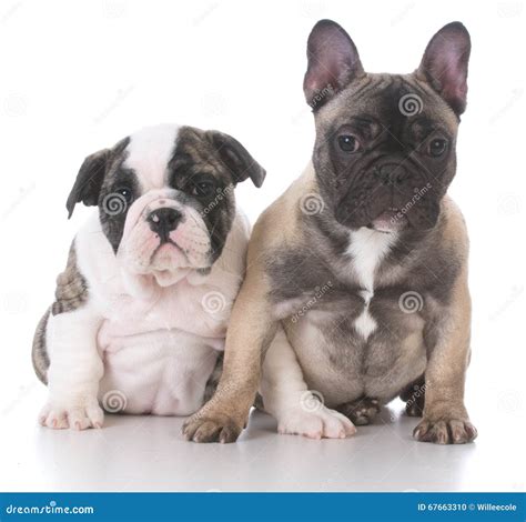 English and French Bulldog Puppies Stock Photo - Image of looking ...