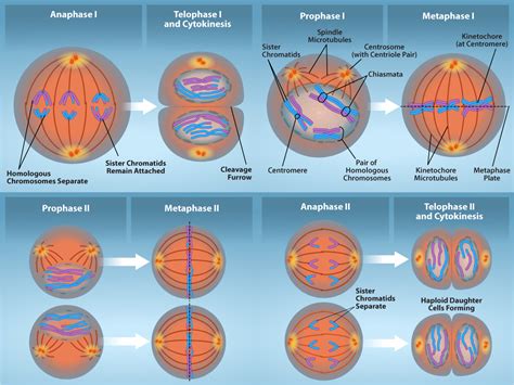 process  meiosis biology libretexts