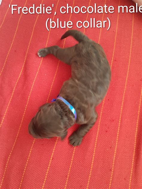 Labradoodle - Forrestfield - PetsForHomes