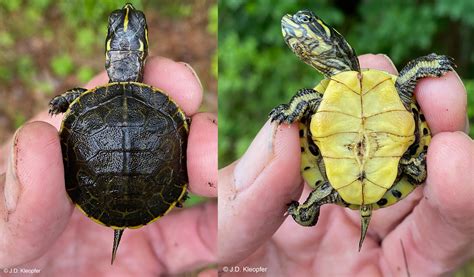 Eastern Chicken Turtle