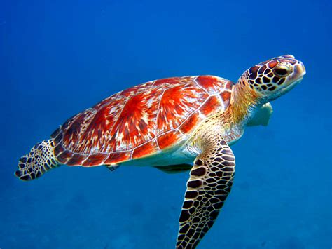Turtle | The Biggest Animals Kingdom