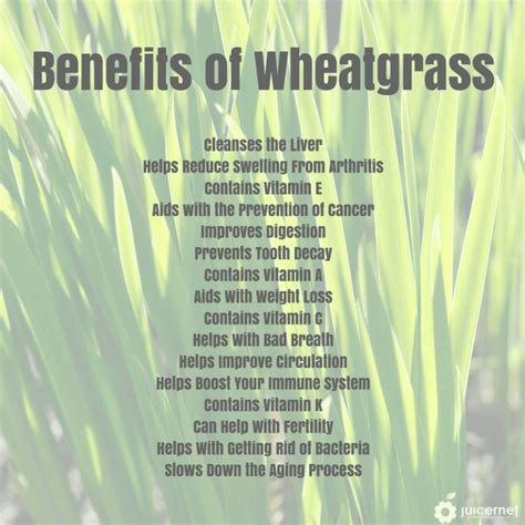 The Benefits of Wheatgrass