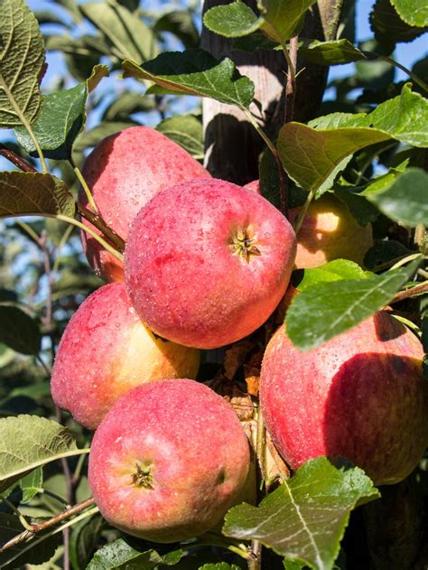 Яблоня Уэлси Описание Фото Отзывы – Telegraph