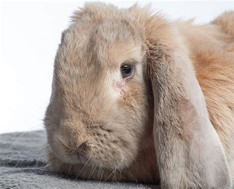 The 10 Most Adorable Lop-Eared Rabbit Breeds A-Z Animals, 40% OFF