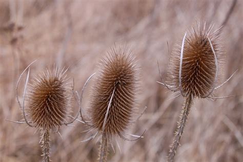 Grass Dry Field - Free photo on Pixabay