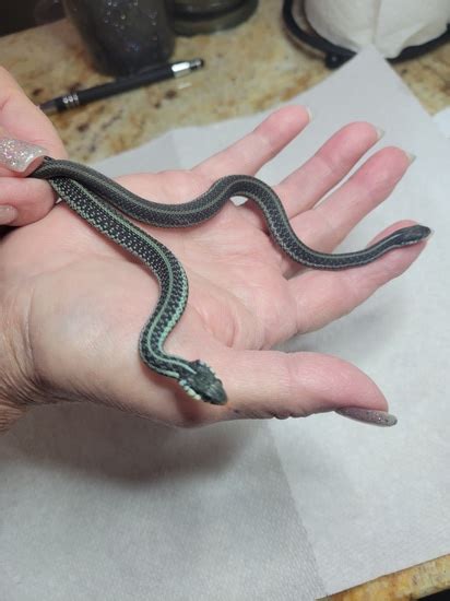 Dixie Co Florida Similis Garter Snake by Squamata Reptiles