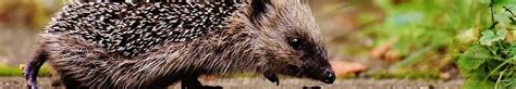 The Ultimate Guide to Hedgehogs | Highland Titles