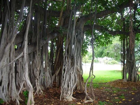 Баньян - Путешествуем вместе Tree Trunk, Trunks, Plants, Drift Wood ...