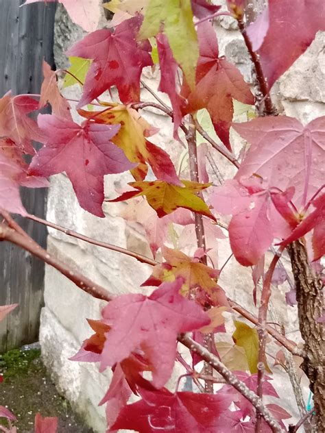 Sweet Gum Tree Leaves