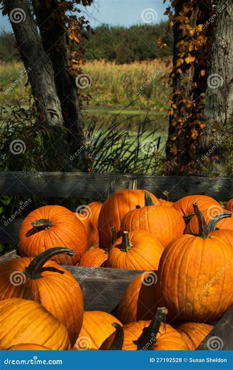 Fall harvest pumpkins stock photo. Image of vegetable - 27192528