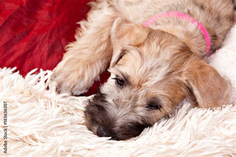 What Breed Of Dog Has The Longest Eyelashes