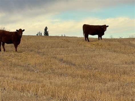 Bred Cow & Heifer Sale — Dryland Cattle Trading Corporation