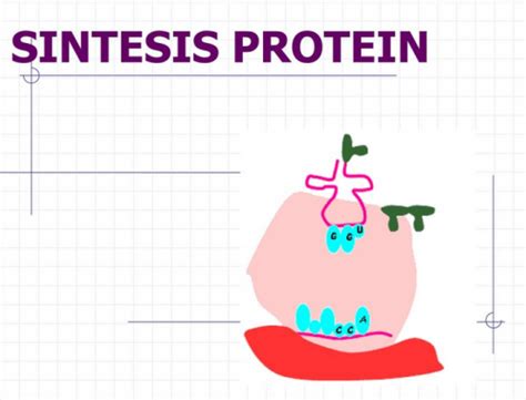 sintesis protein matericoid