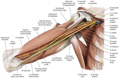 Oberarm (mit Bildern) | Oberarm, Anatomie