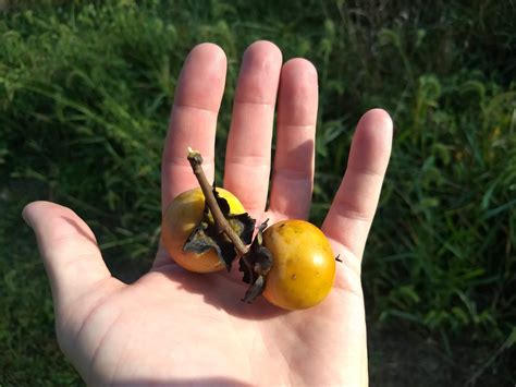 Wild Fall Harvest - Explores Inc.