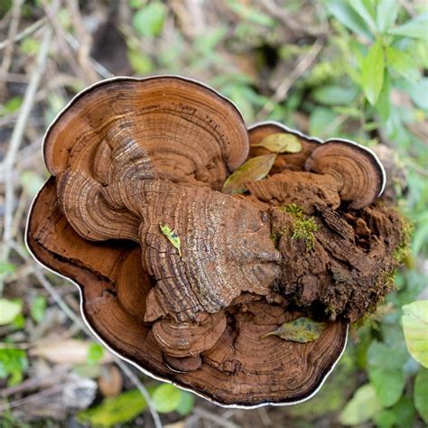 china coriolus versicolor manufacturers suppliers  manufacturing