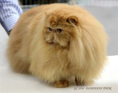 Fat Orange Persian Cat - Dogs And Cats Wallpaper