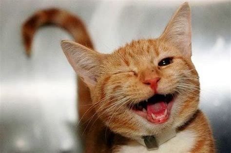 nama kucing berawalan huruf c