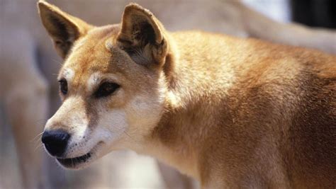 kgari fraser island dingo duty drop bear adventures kgari fraser island