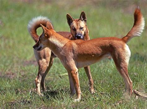 Dingo Animals | Latest Facts & Pictures | All Wildlife Photographs